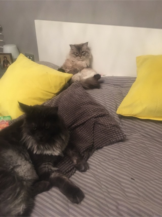 Солнце котовторника уже встало, Господа!