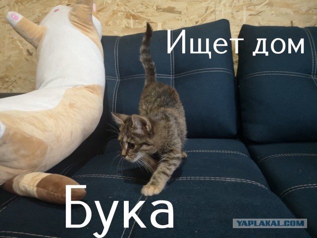 Жизнь домашнего приюта "Котоленд" 308