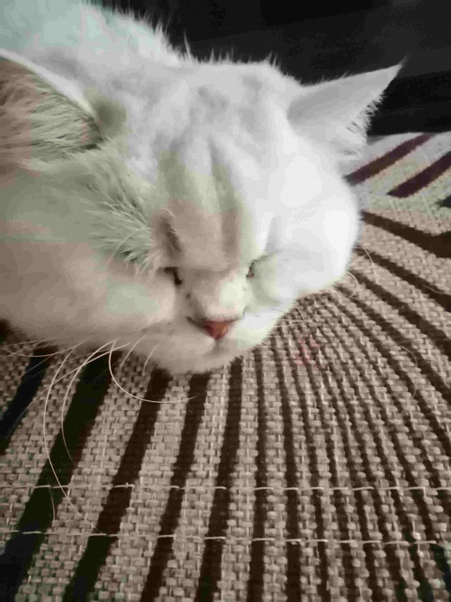 Котовторник 25.01.22