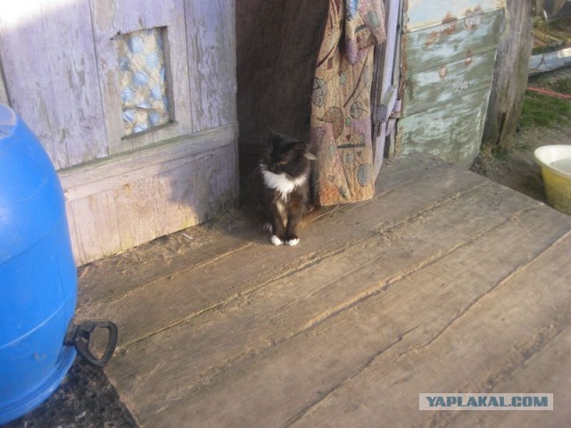 Жизнь домашнего приюта для котеек 385