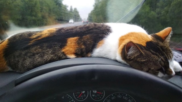 А это мой котан к котовторнику