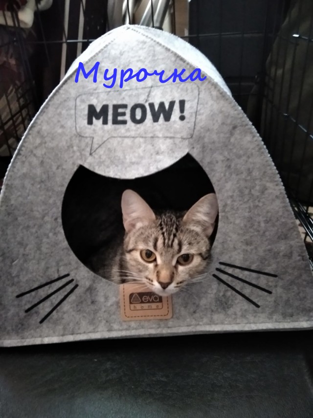 Жизнь домашнего приюта "Котоленд" 334