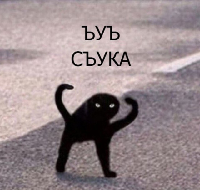 Поляк выгоняет своего кота