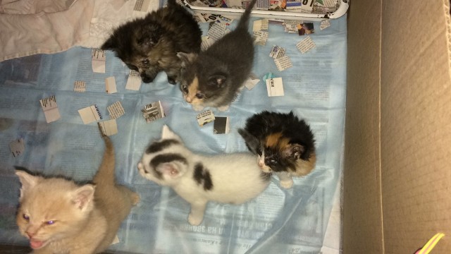 Котята