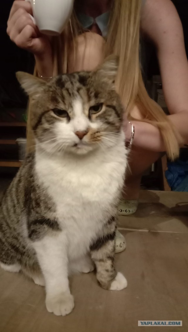 Котик в шоке от польского