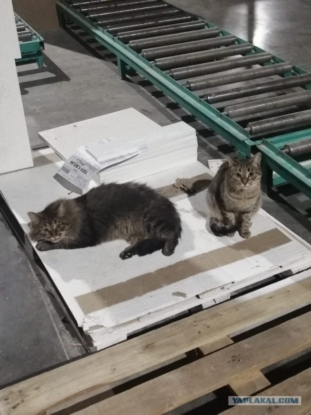 Коты-работяги
