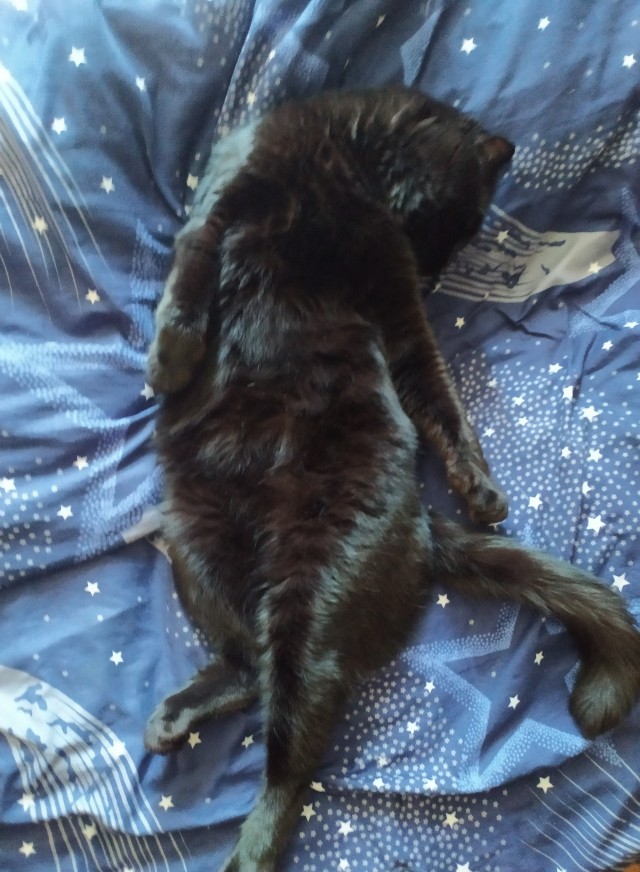 Чёрные коты не такие