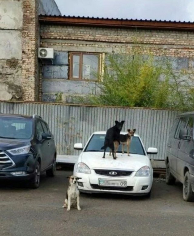 Автомобиль с мигалкой