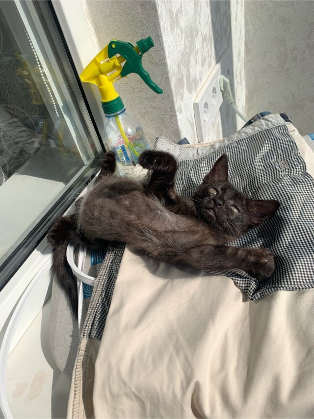 Подобрал котенка