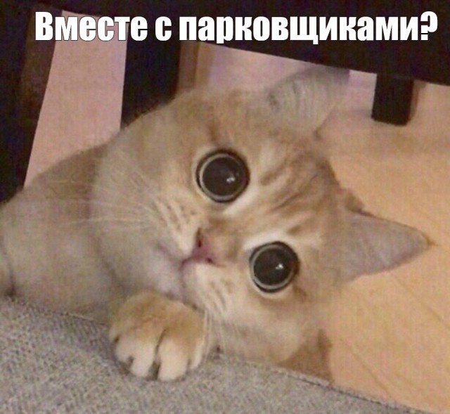 Борьба с нелегальной платной парковкой