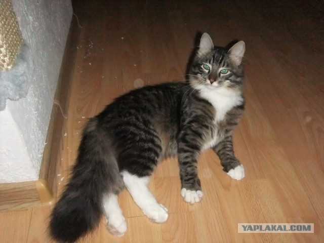 Котовторник 23.04.2013