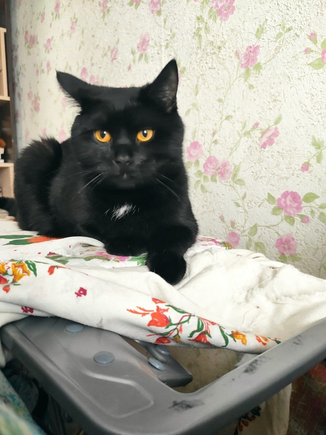 Дёмка вас желает видеть