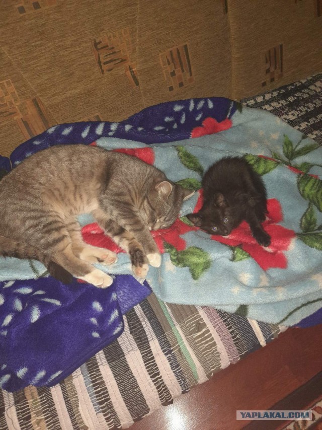 Котофей привел кента с улицы