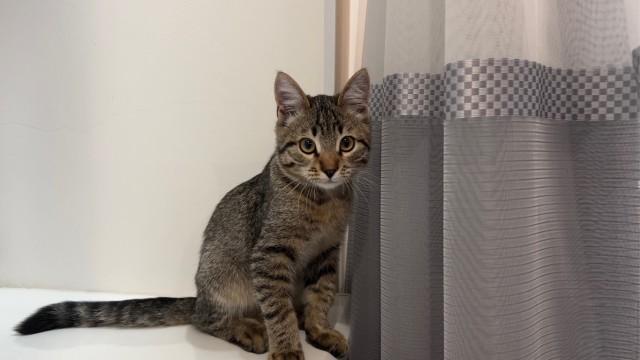 Мой котяра