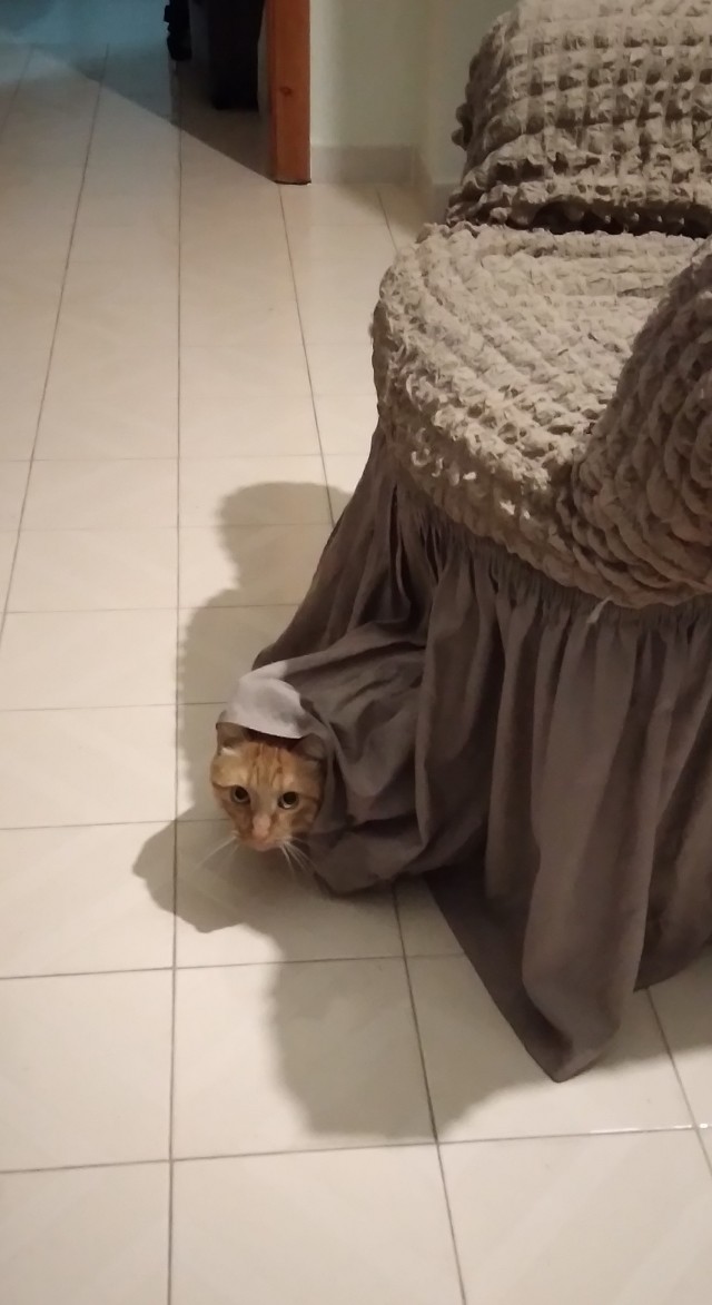 С котовторником ЯПовцы