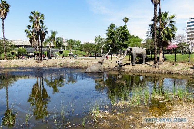 Битумные озера Ла-Брея (La Brea Tar Pits)