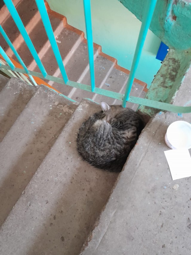 Кошка отбилась от своры собак (16+ наверное)