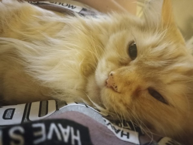 Заболел кот