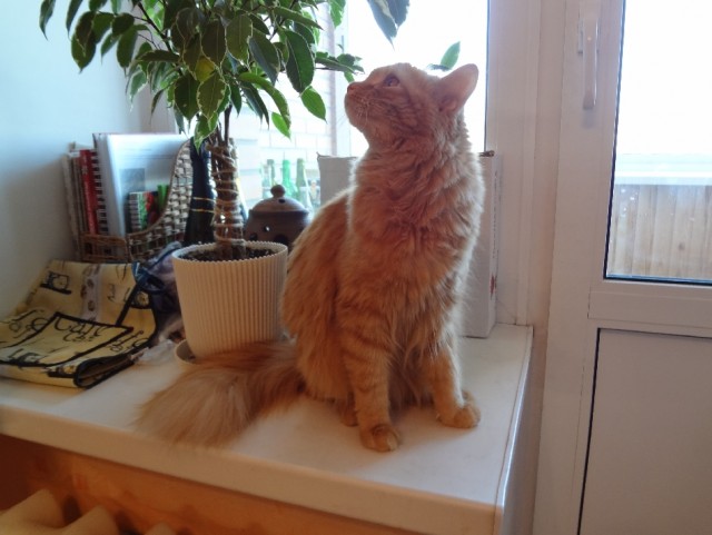 Котовторник 04.06.2013
