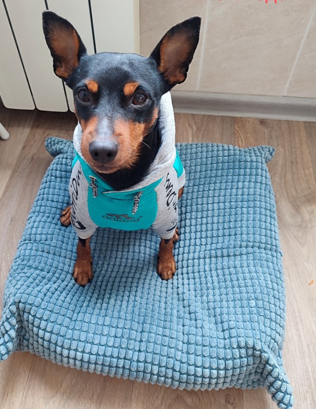 Собакочетверг!