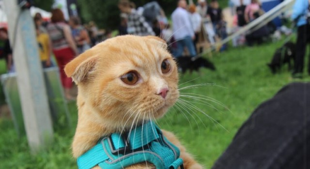 К котовторнику