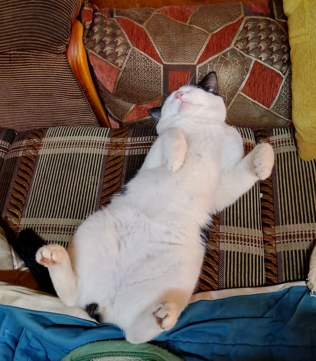 Котовторник продолжается.