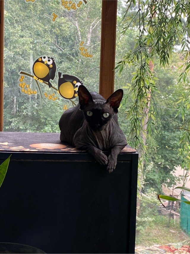 В защиту кошек породы Сфинкс канадский...