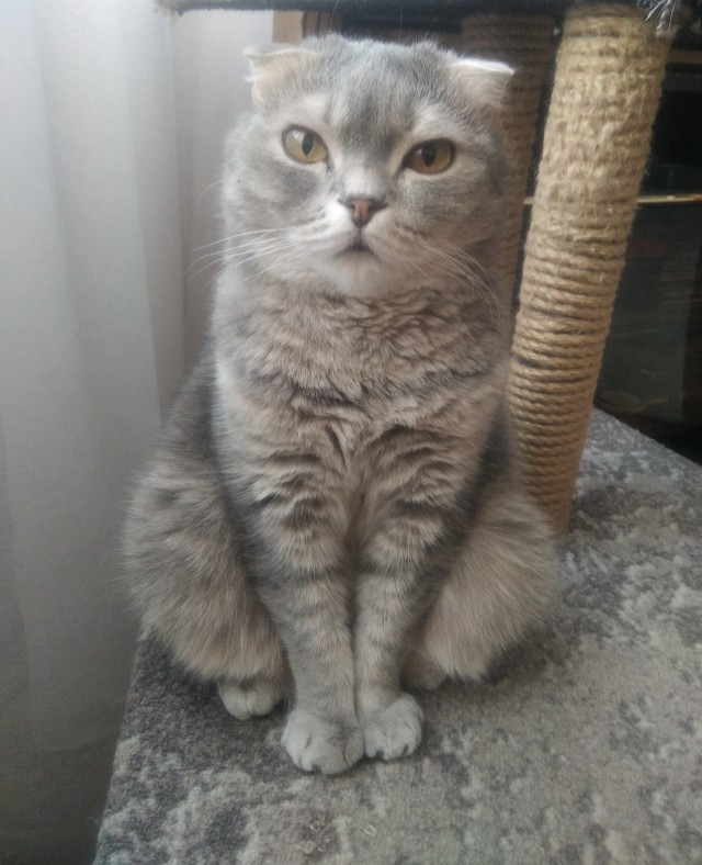 Котовторник же!