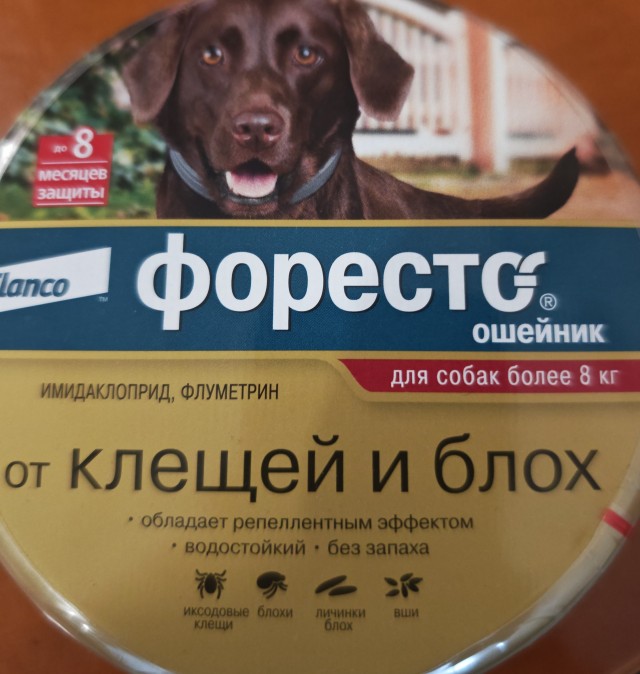 Собакочетверг. Встречаем весну.
