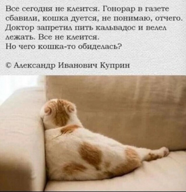 Учёные выяснили, что кошки помнят обиду пять лет