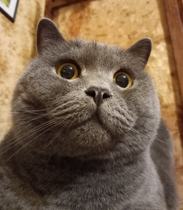 Котовторник. Начало