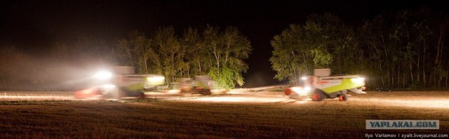 Колосится золотистая пшеница (32 фото)