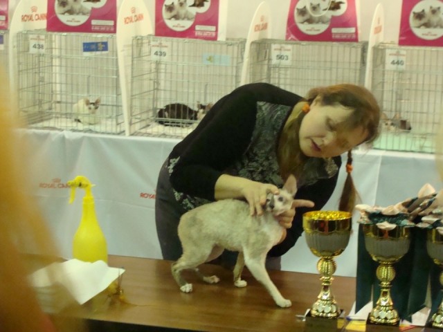Выставка кошек. Котовторник
