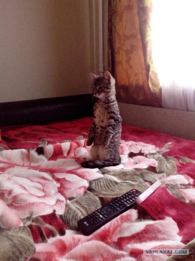 Котовторник 26.11.2013