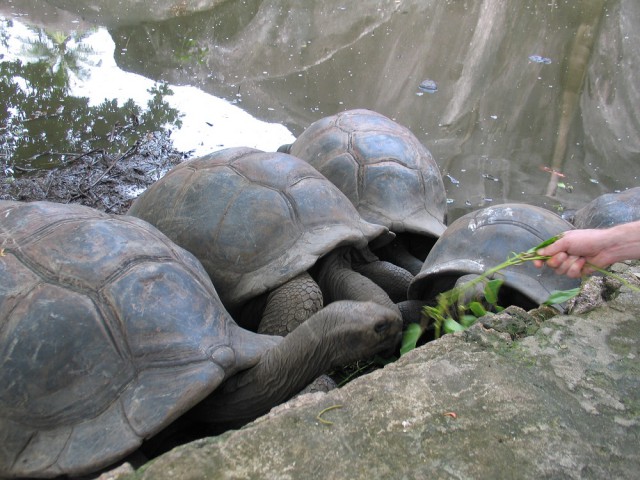 Как я съездил на Сейшелы
