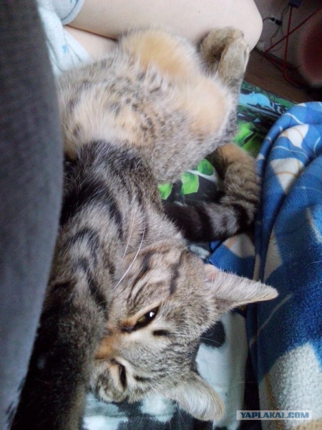 Котовторник 10.06.2014