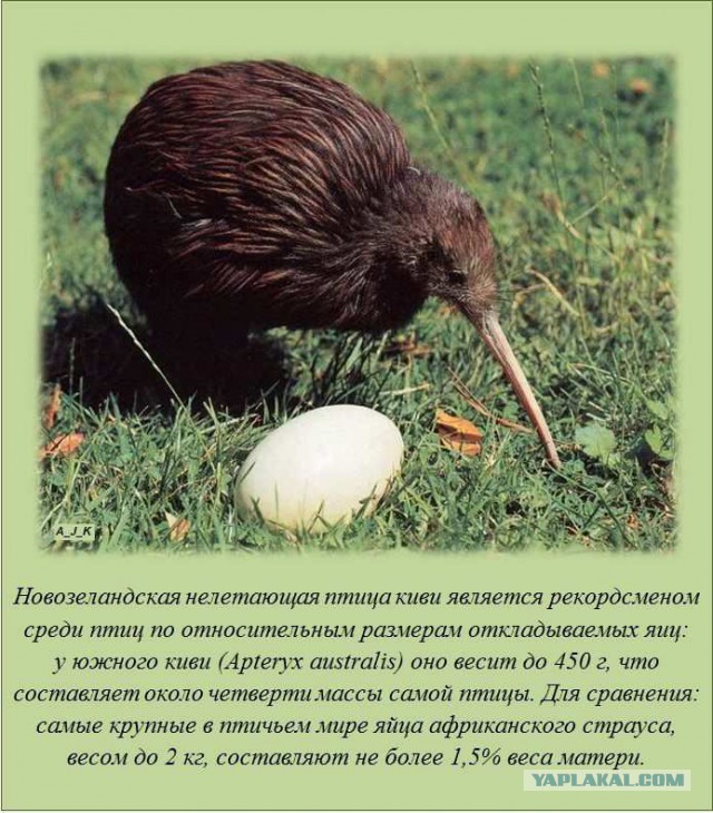 20 фактов обо всем