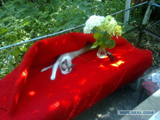 Котовторник