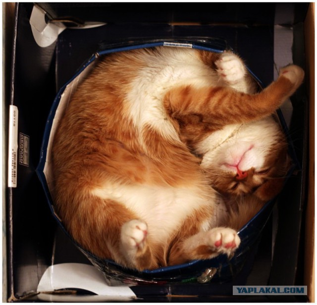 Котовторник.