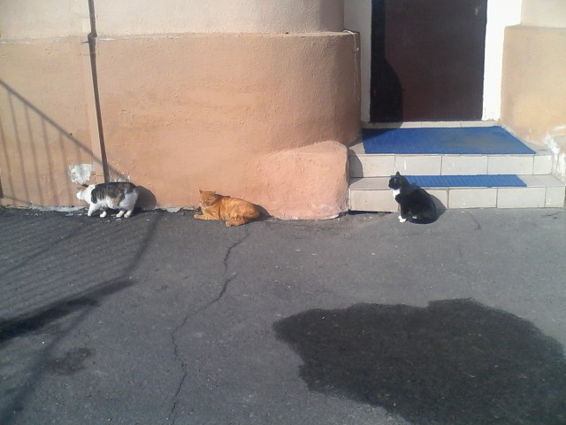 Котовторник.