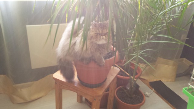 Самые популярные клички кошек и котов