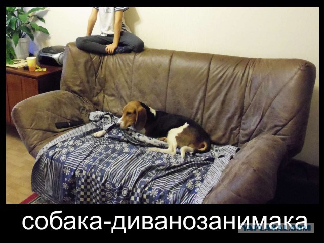 А что, собакочетверг отменили?