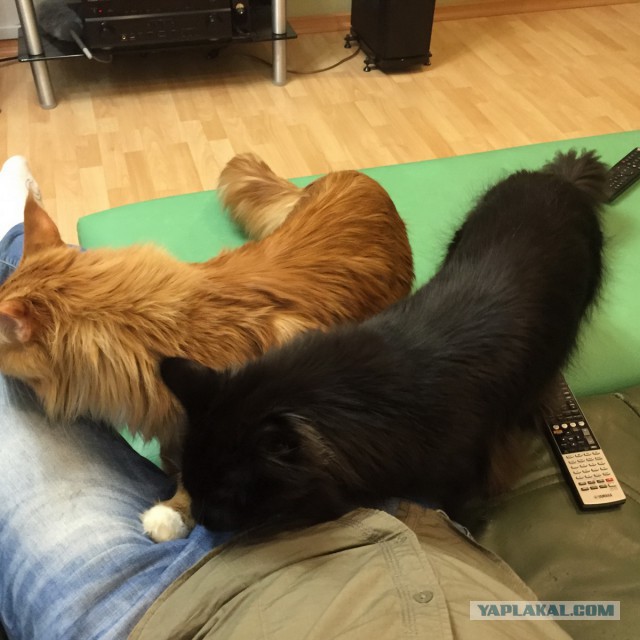 Котовторник 16.06.2015., Котовторник наступил!