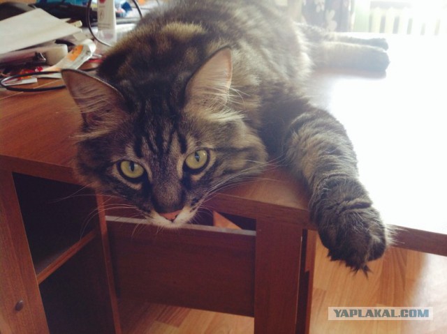 Котовторник  21.07.2015