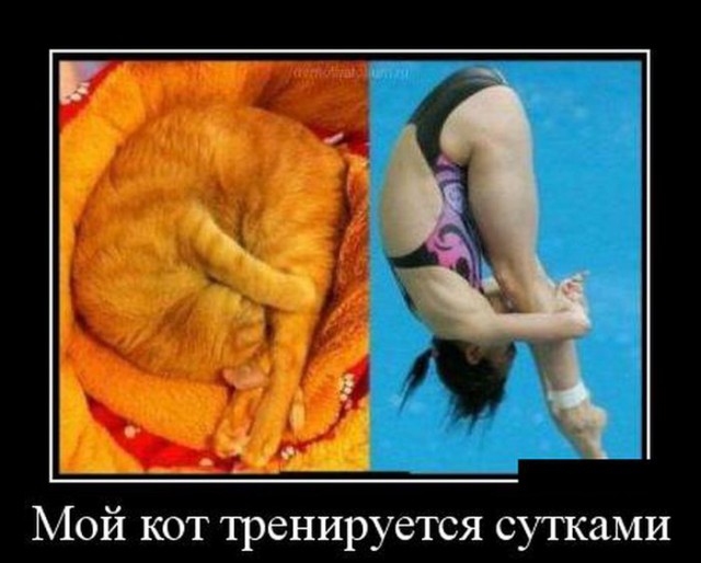 Прикольные коты