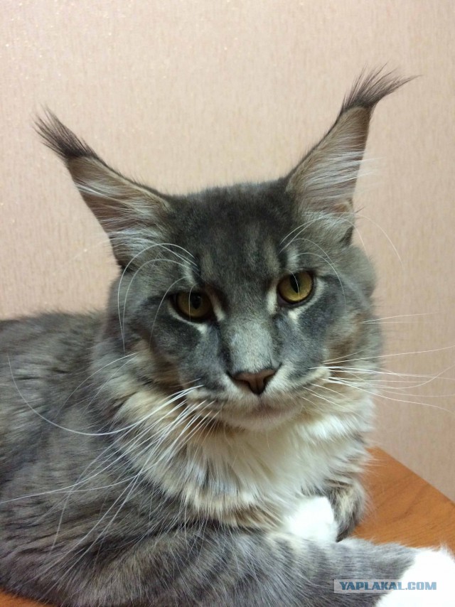 Пост невероятной кошачьей красоты. 25 фот.