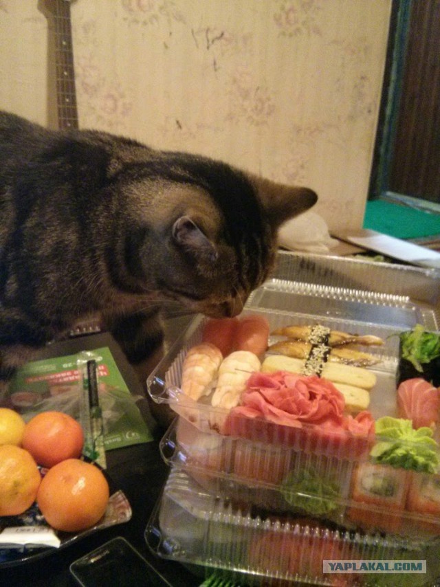 Котов урезать до минимума