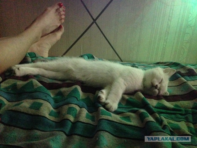 Котовторник 16.02.16