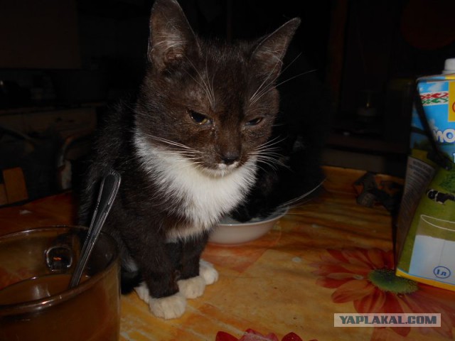 Жизнь домашнего приюта для котеек 101