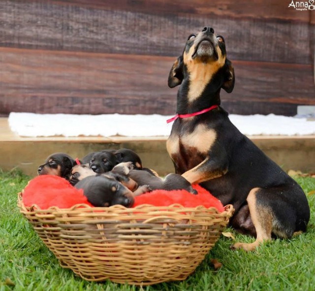 Крайне позитивная фотосессия беременной собаки, которой позавидует любая беременная мама